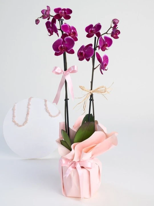 Çift Dal Mor Orkide
