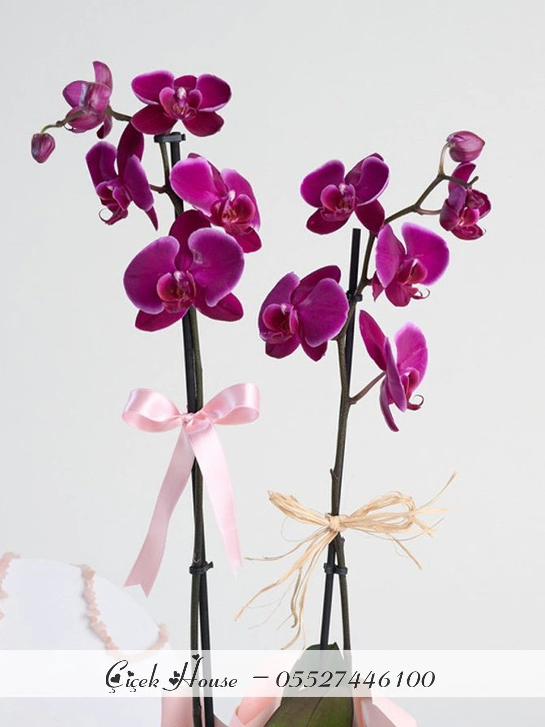 Çift Dal Mor Orkide