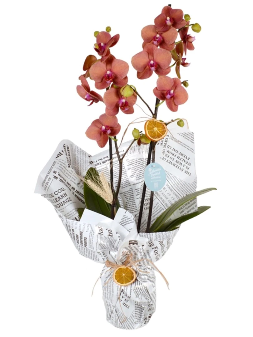 Çift Dallı Ateş Rengi Orkide