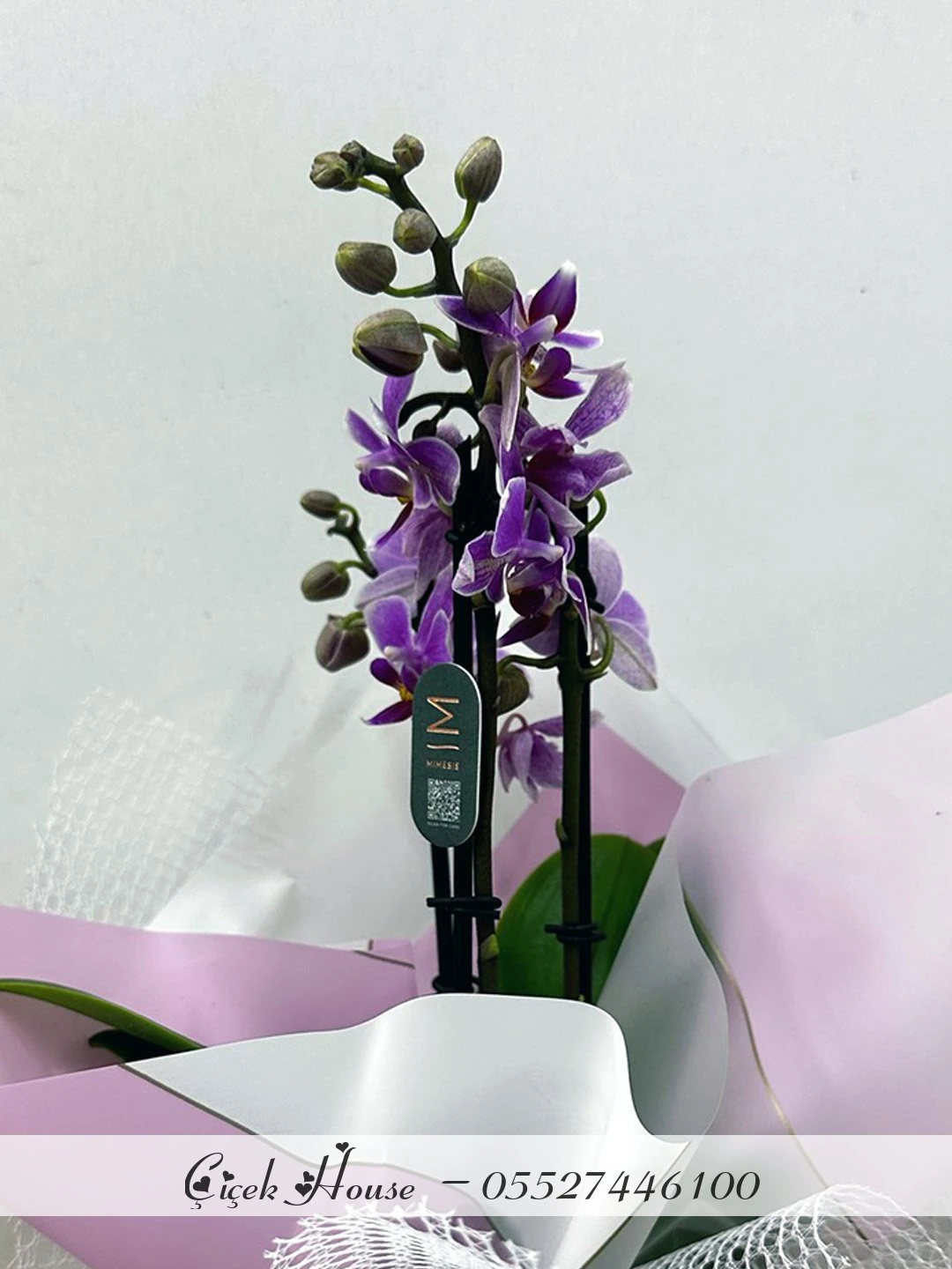Çift Dallı Mini Mor Orkide