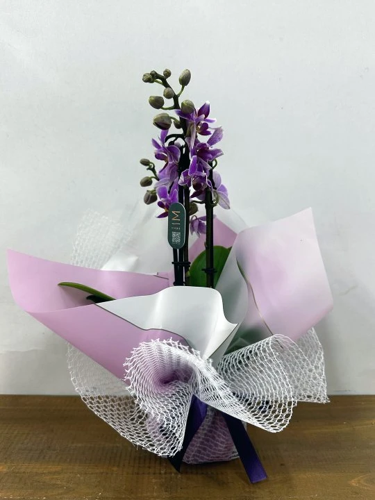 Çift Dallı Mini Mor Orkide