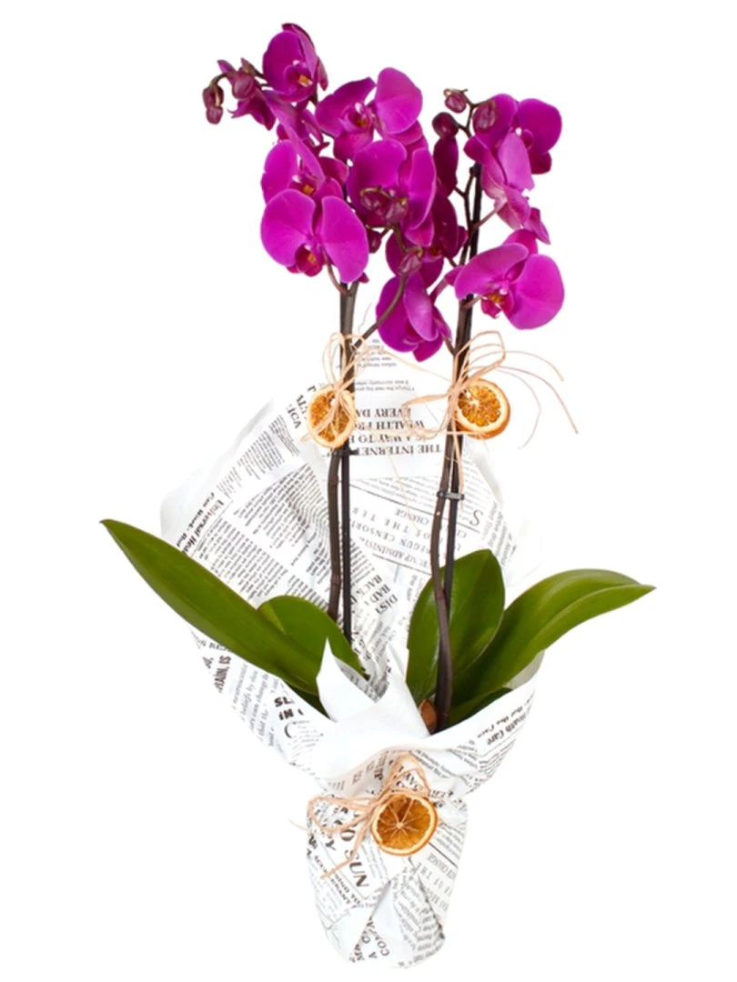Çift Dallı Mor Orkide Gazete Kağıdı