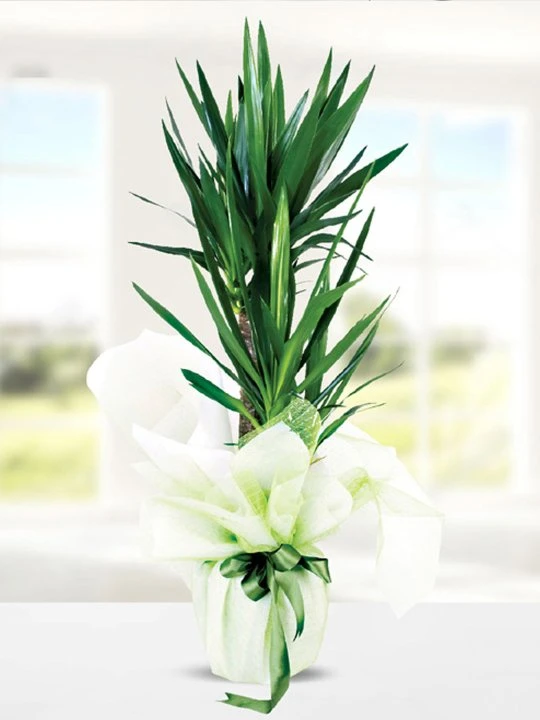 Çift Dallı Yucca Dracena