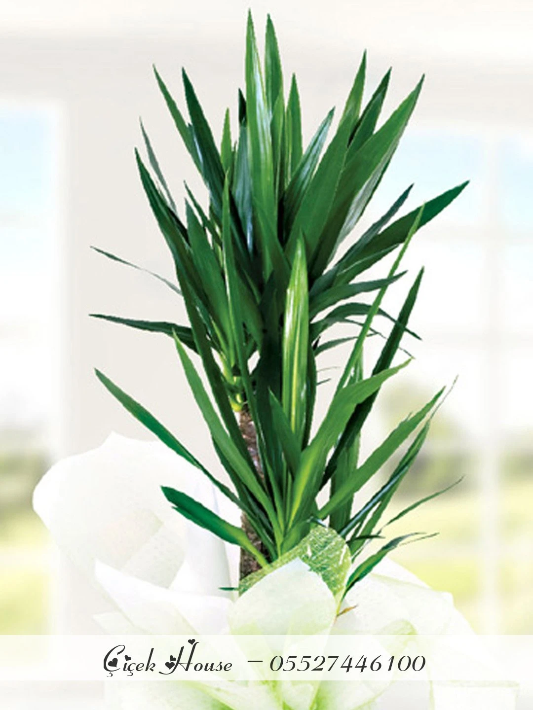 Çift Dallı Yucca Dracena