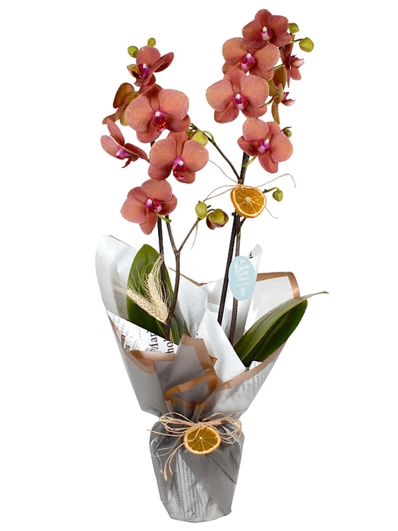 Çiftli Ateş Kırmızısı Orkide