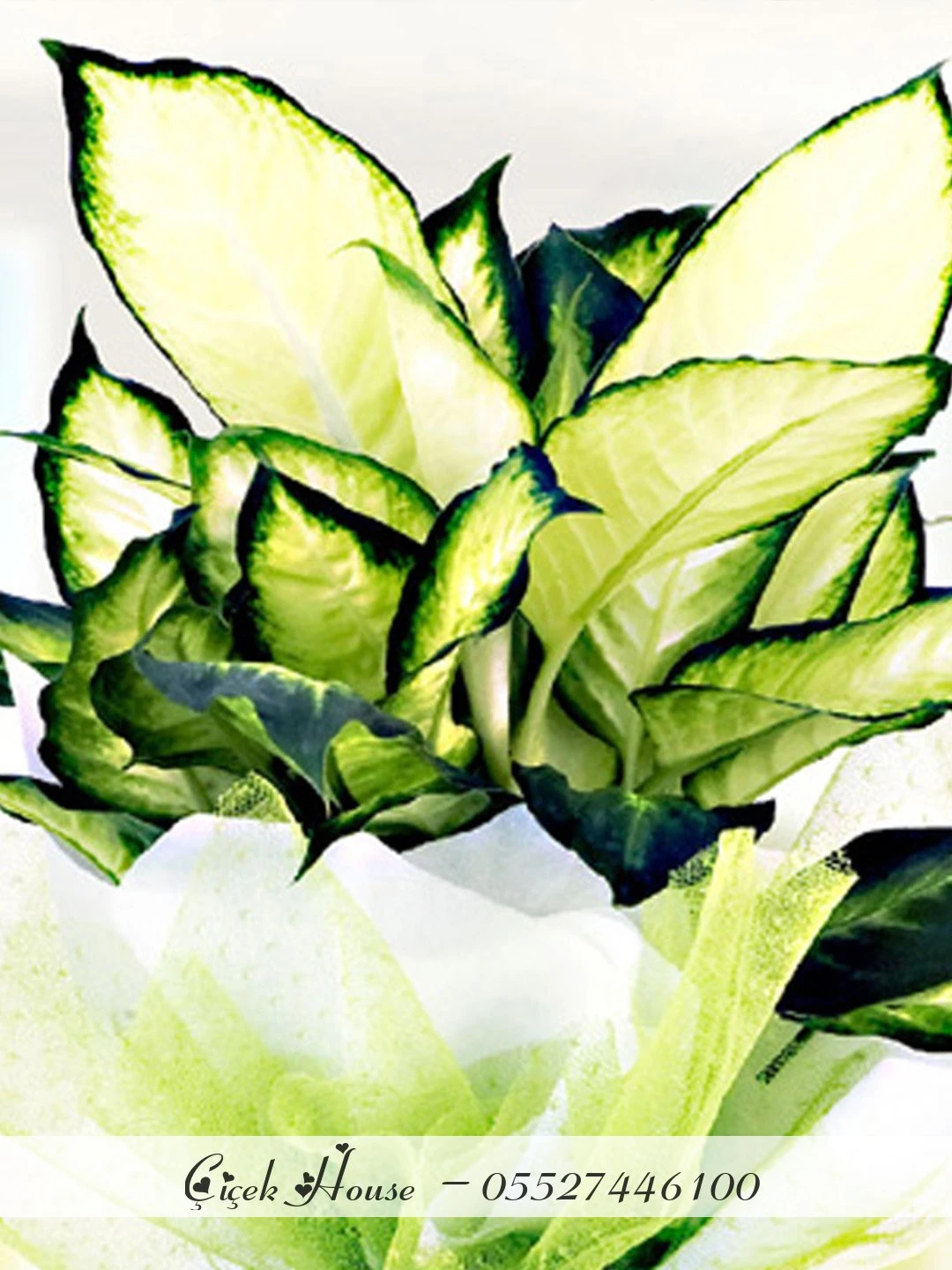 Dieffenbachia Camilla