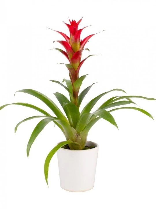 Guzmania Çiçeği