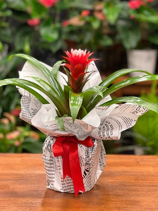 Guzmania Hope
