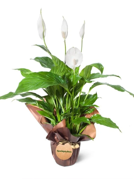 Kahve Kağıtta Barış Çiçeği