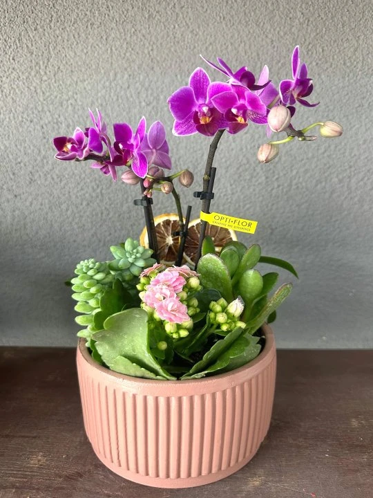Kiremit Saksıda Mini Orkide ve Kalanchoe Aranjmanı