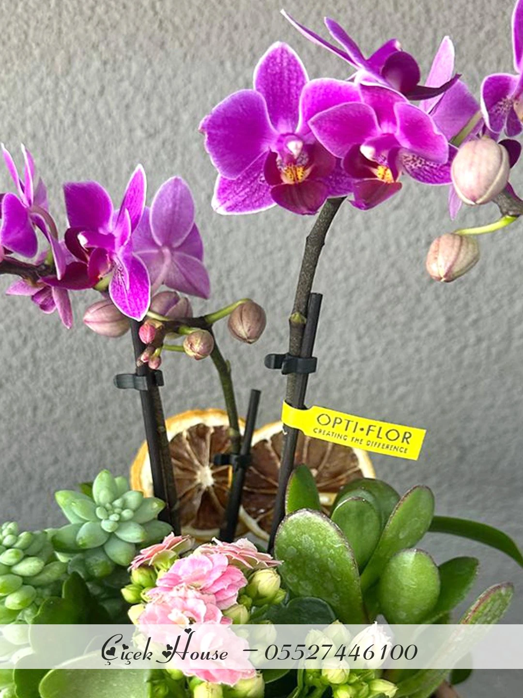 Kiremit Saksıda Mini Orkide ve Kalanchoe Aranjmanı