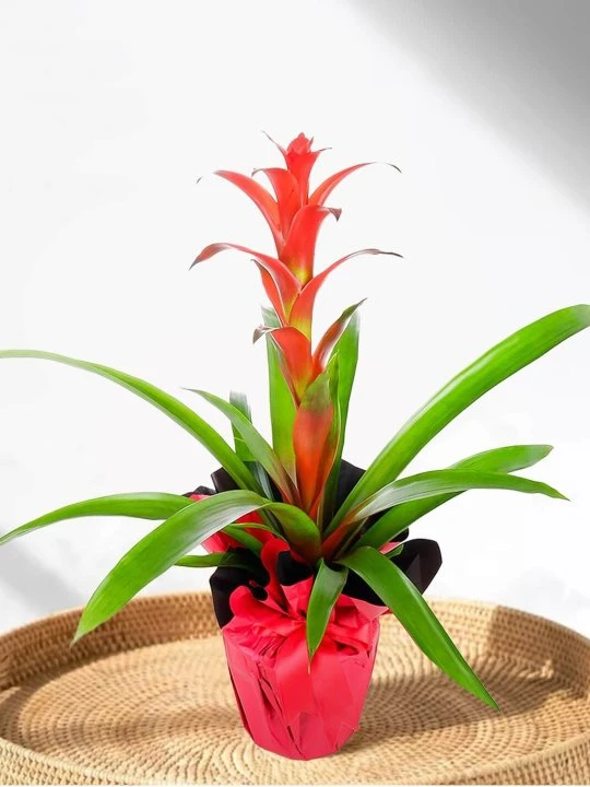 Kırmızı Kağıtta Guzmania Çiçeği