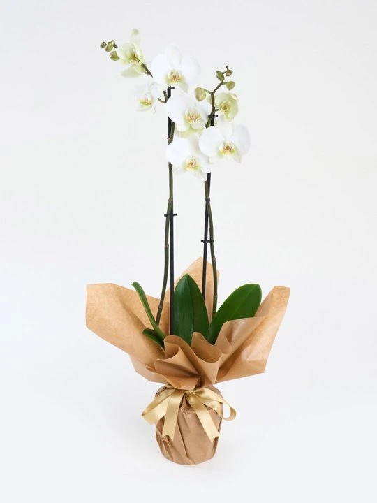 Kraft Kağıtta Çift Dal Beyaz Orkide