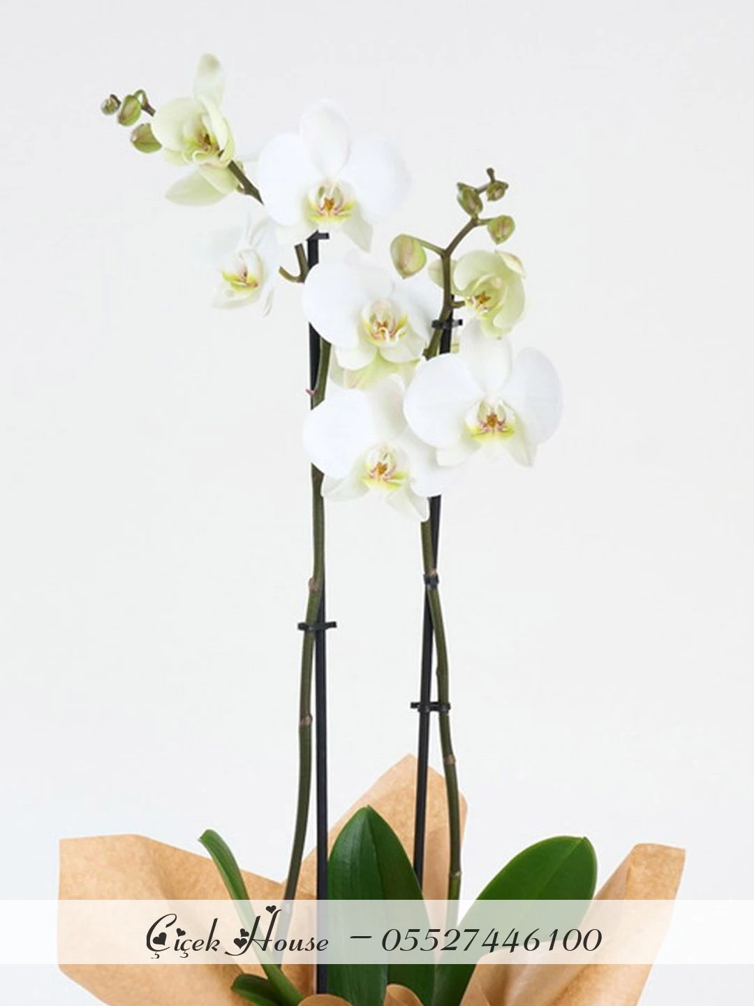 Kraft Kağıtta Çift Dal Beyaz Orkide