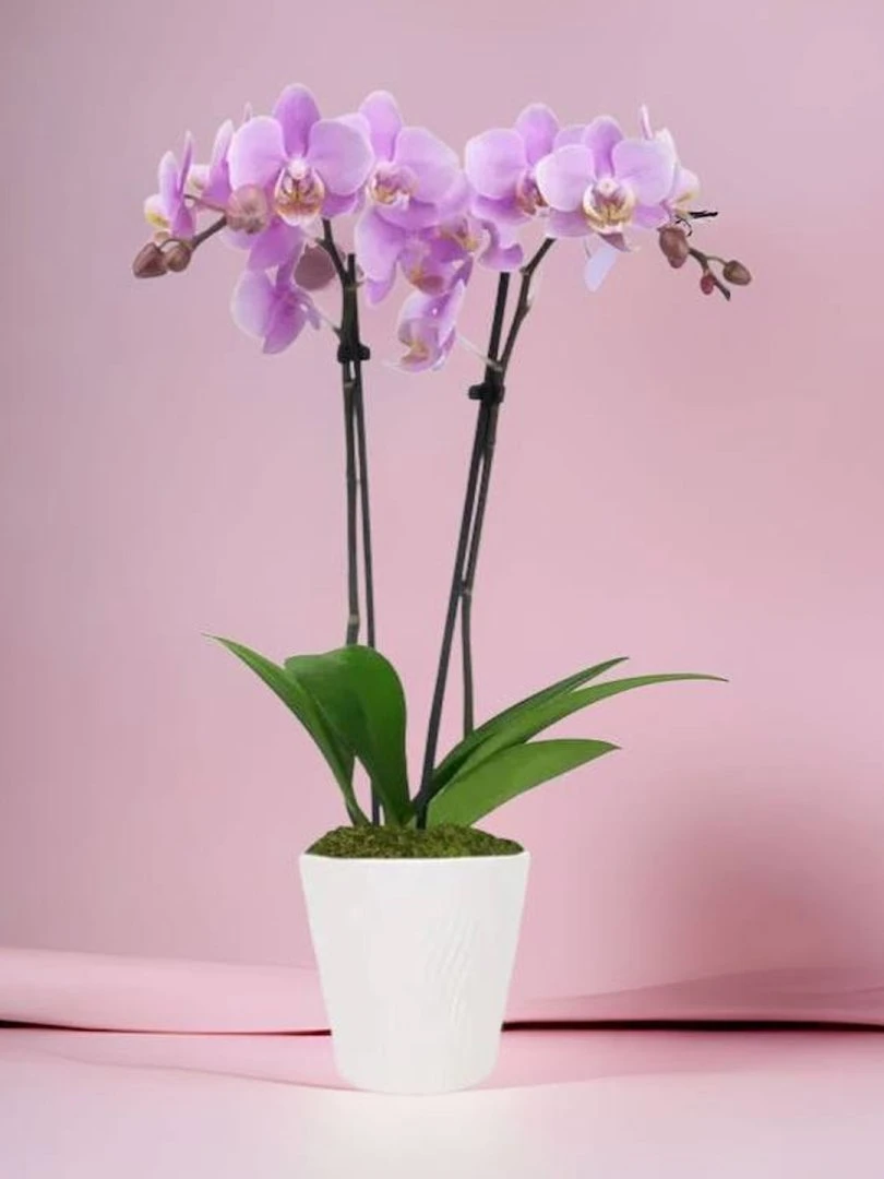 Pembe Orkide Çift Dallı