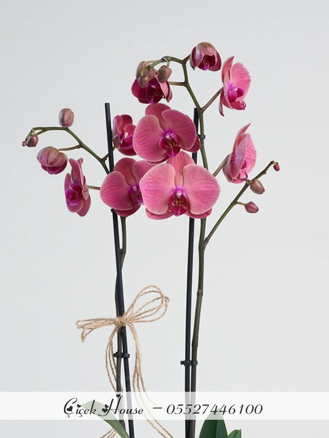 Pembe Saksıda Ateş Kırmızısı Orkide