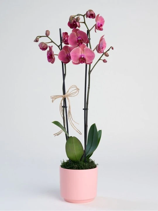 Pembe Saksıda Ateş Kırmızısı Orkide