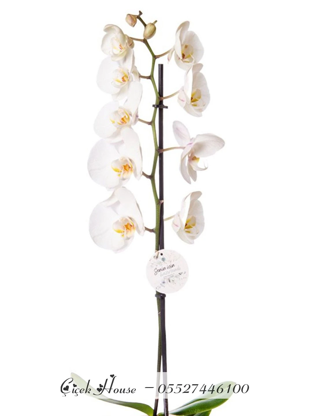 Pembe Seramikte Beyaz Tek Dal Orkide