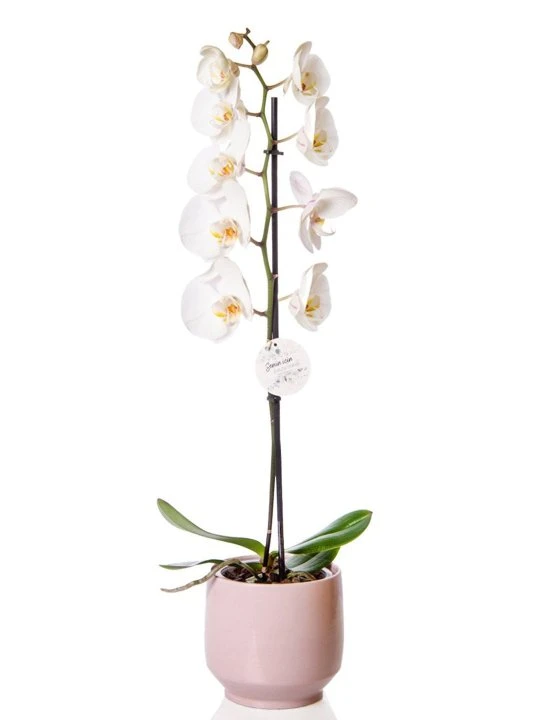 Pembe Seramikte Beyaz Tek Dal Orkide