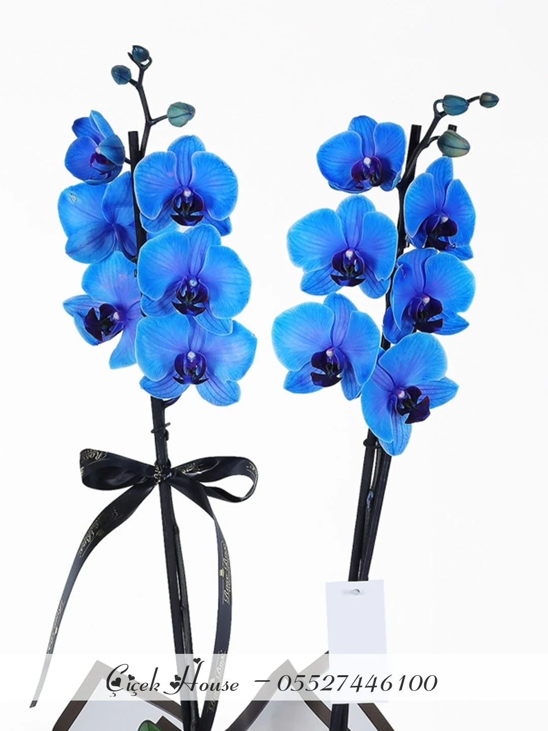 Seramik Saksıda Çift Dal Mavi Orkide
