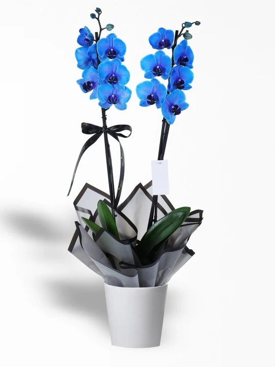 Seramik Saksıda Çift Dal Mavi Orkide