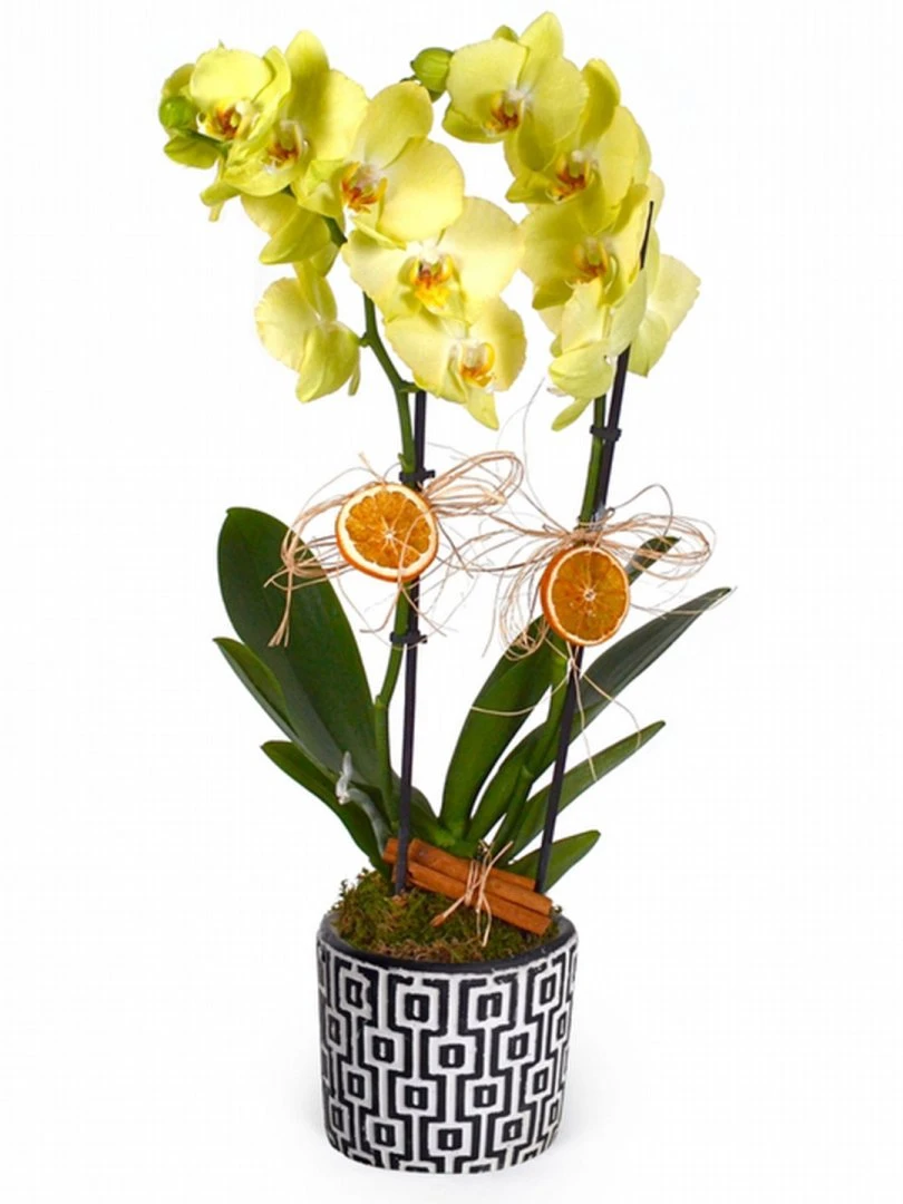 Seramikte Çift Dallı Sarı Orkide