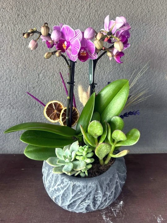 Siyah Eskitme Saksıda Mini Orkide Aranjmanı