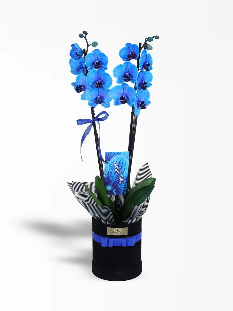 Siyah Kutuda Çift Dallı Mavi Orkide