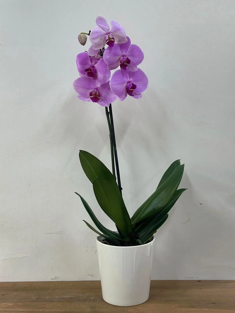 Tek Dallı Pembe Orkide