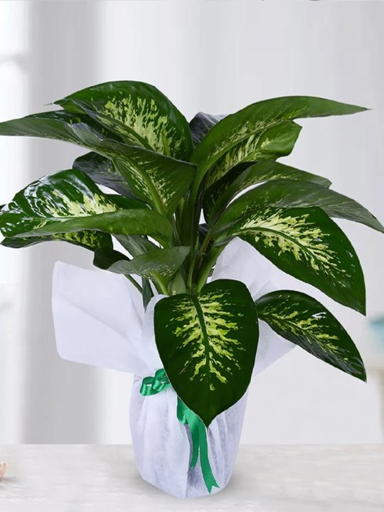 Tropic Snow Difenbahya