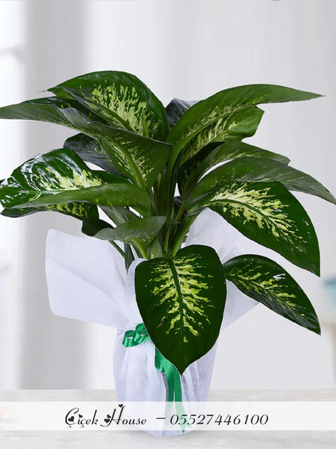 Tropic Snow Difenbahya