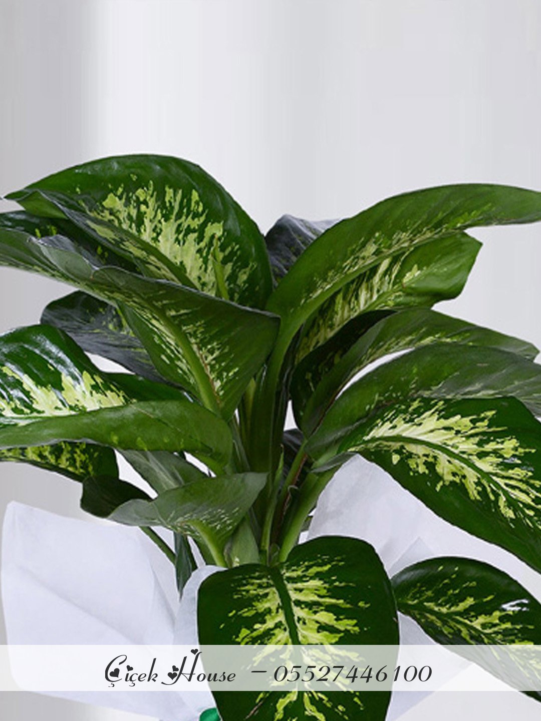 Tropic Snow Difenbahya